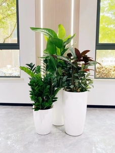 专业引领，宁波杭州湾盆景租赁的优质之选